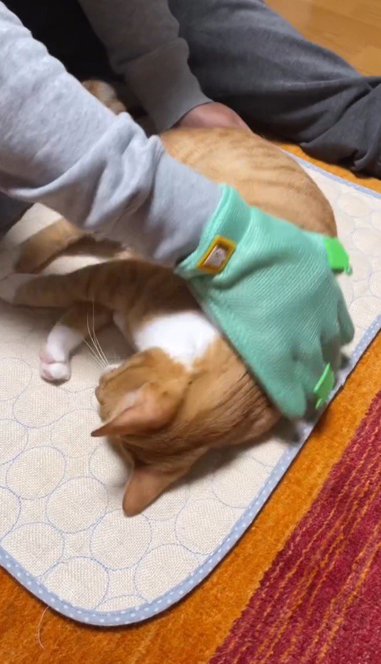 猫の体にグルーミング用グローブを当てる男性