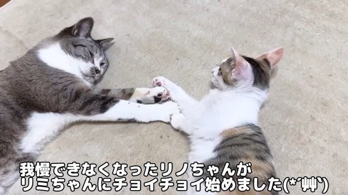 前足でじゃれ合う2匹の子猫