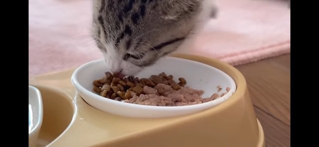 カリカリとウエットを食べる猫