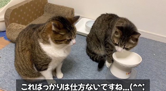 座っている猫