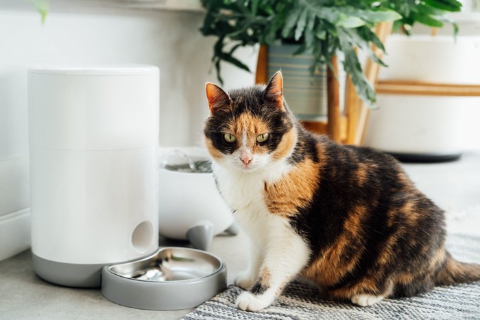 給餌器の前で待つ猫