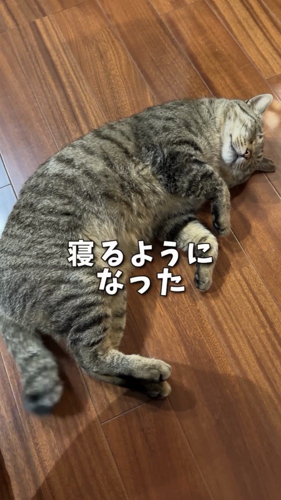 床で寝る猫