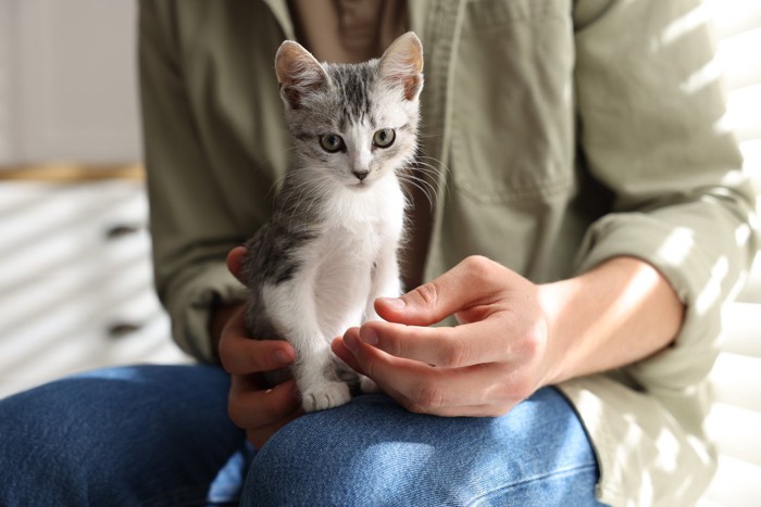 抱っこされる子猫