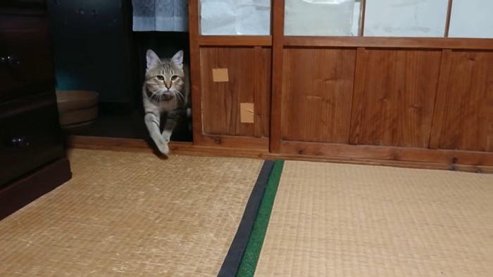 少しだけとびらから体を出す猫