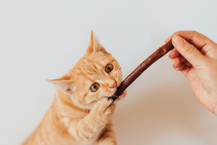 おやつを食べる猫