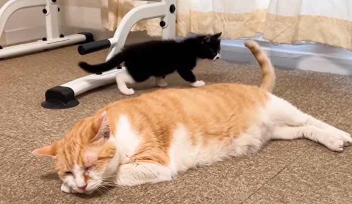 尻尾を上げて寝ている猫とそれを見る子猫
