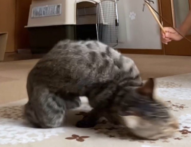 地面に体をつけて受け身をとる猫