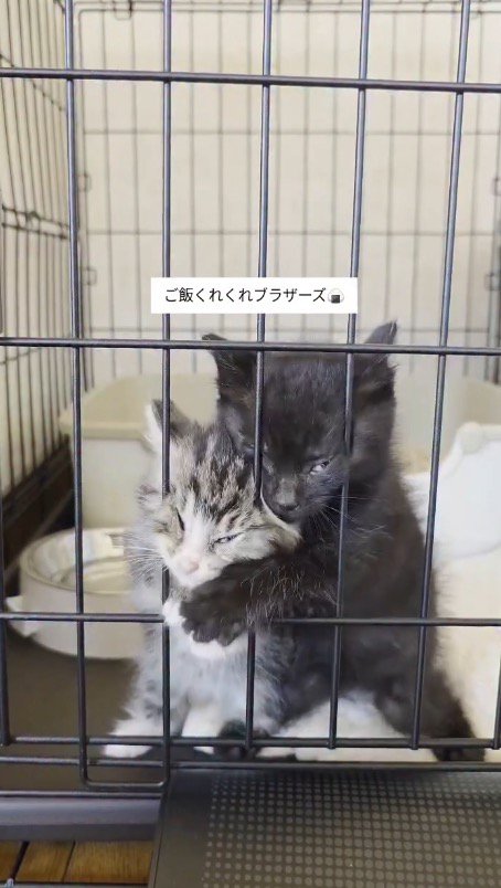 ケージにしがみつく2匹の子猫