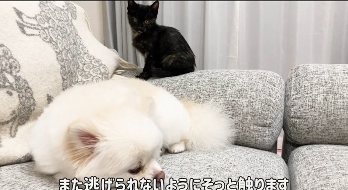 見つめる猫