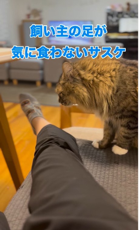 飼い主さんの足が気になる猫