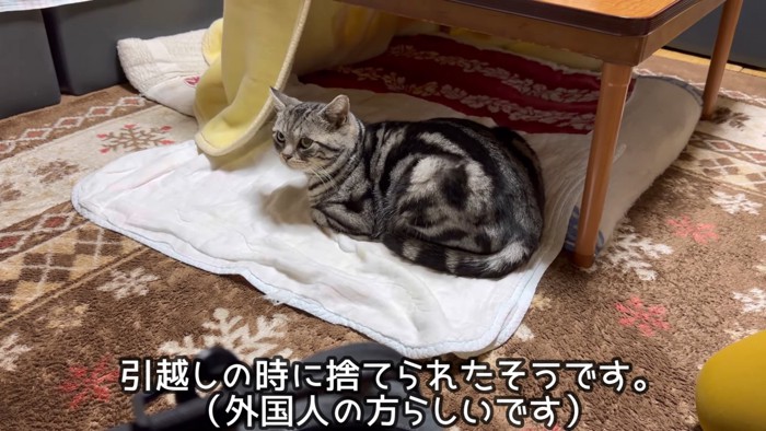 マットの上に座る猫