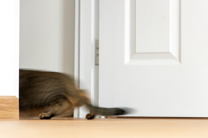 逃げる猫の後ろ姿