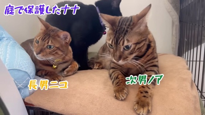 3匹の猫