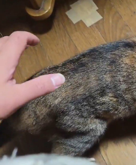 猫の背中に手を伸ばす飼い主