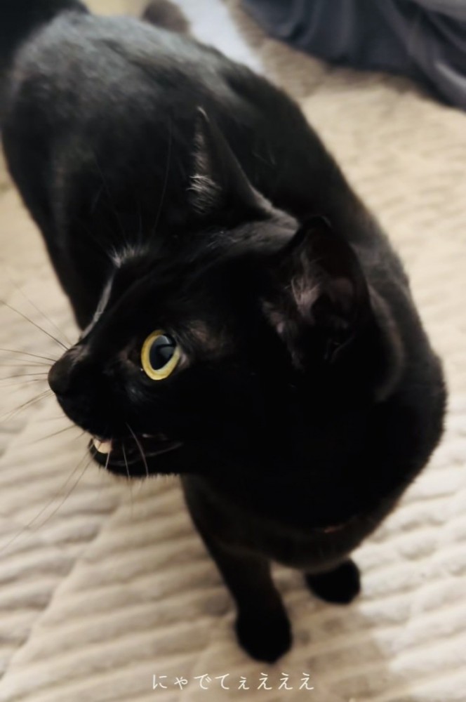 ママに撫でて欲しい黒猫