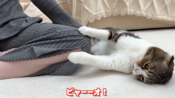 寝そべってイカ耳の猫