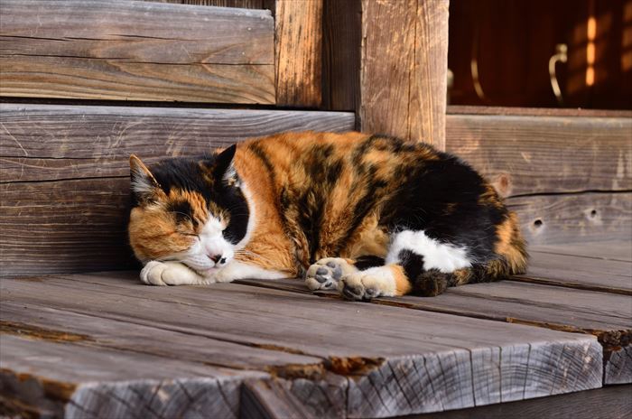 縁側で寝ている猫