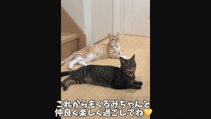 寝そべる2匹の猫