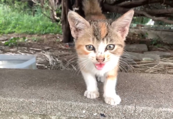 鳴きながら現れた子猫