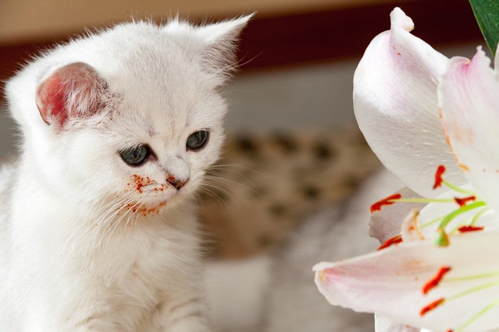 子猫とユリの花