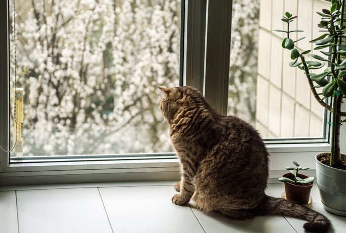 窓の外を見る猫の後ろ姿