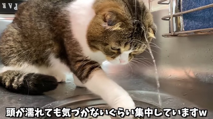 頭に水が落ちている猫