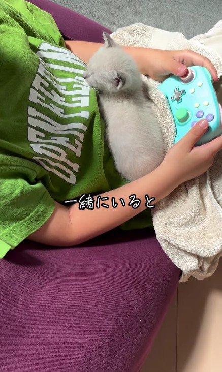 男の子のおなかにのる子猫