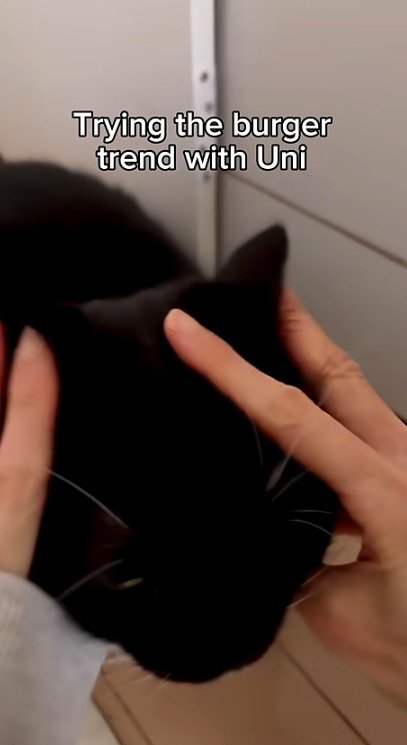 猫の顔に指を添える飼い主