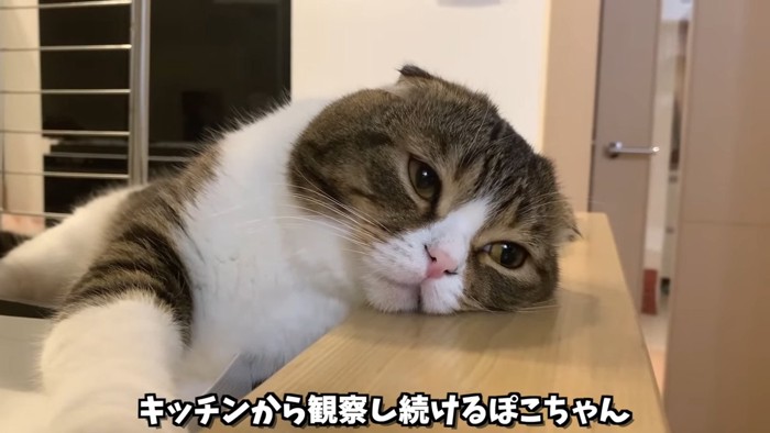 寝そべる猫