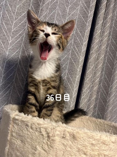 あくびをする子猫