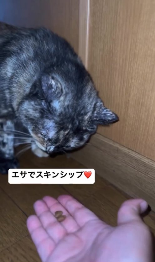 手のひらに乗ったご飯を見つめるサビ猫