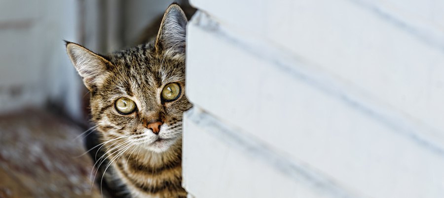 物陰からこちらを見つめる猫