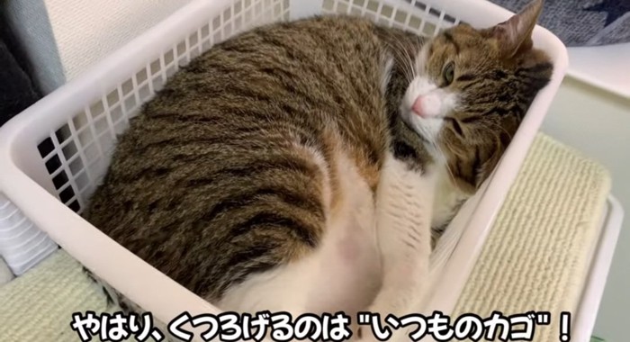 カゴの中の猫