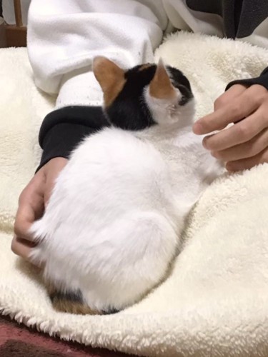 毛布の上に座る子猫の後ろ姿