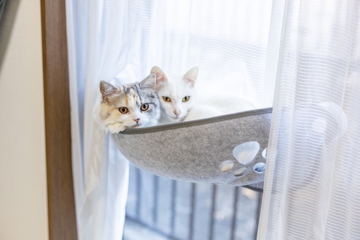 身を寄せ合猫