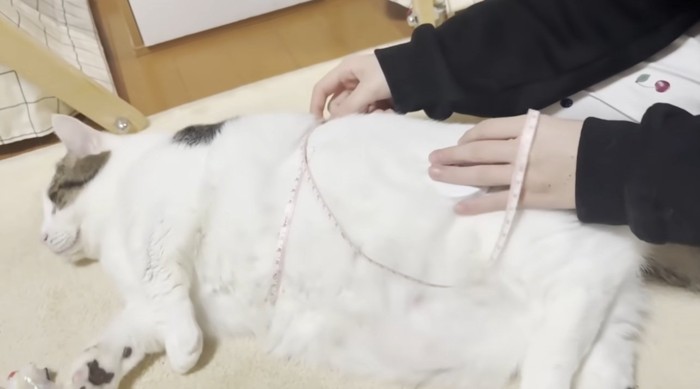 メジャーでウエストをはかられている猫