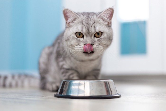 食器の前に座って舌で鼻先を舐めている猫
