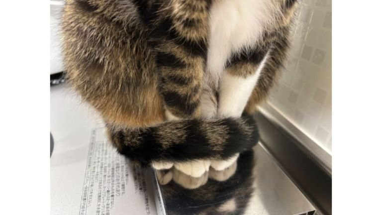 猫の脚と尻尾