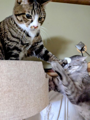 頭を押される猫