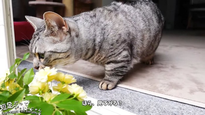 鼻のにおいを嗅ぐ猫