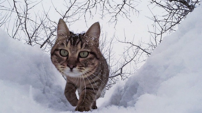 雪の中を歩く猫