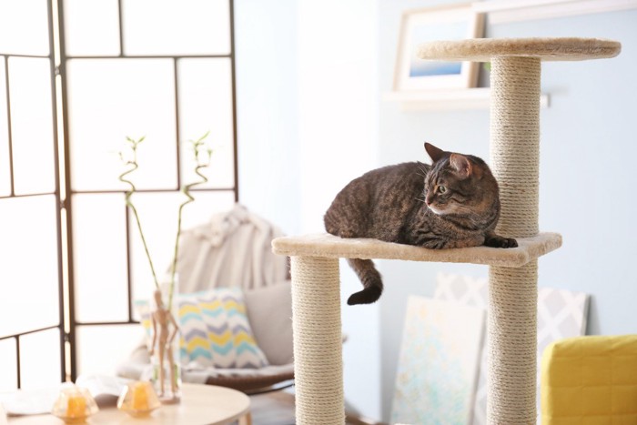 キャットタワーでくつろぐ猫