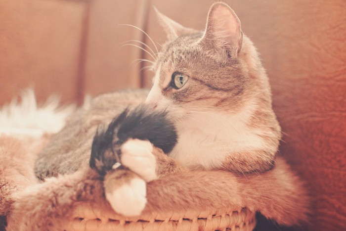しっぽに顔を近づける猫