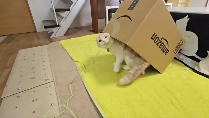 顔が棒に当たるじゅんちゃん