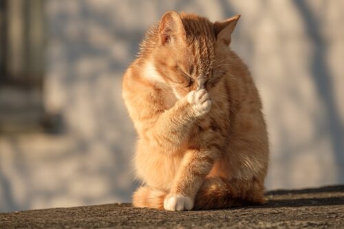 鼻をおさえる猫