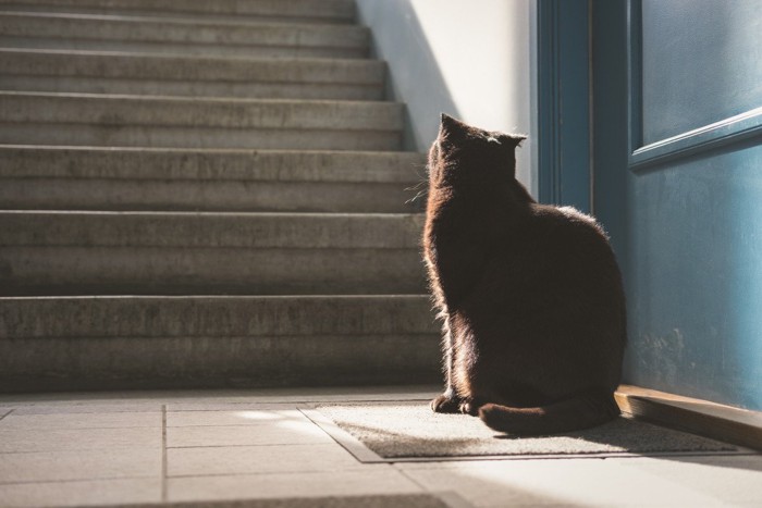 階段でたたずむ猫