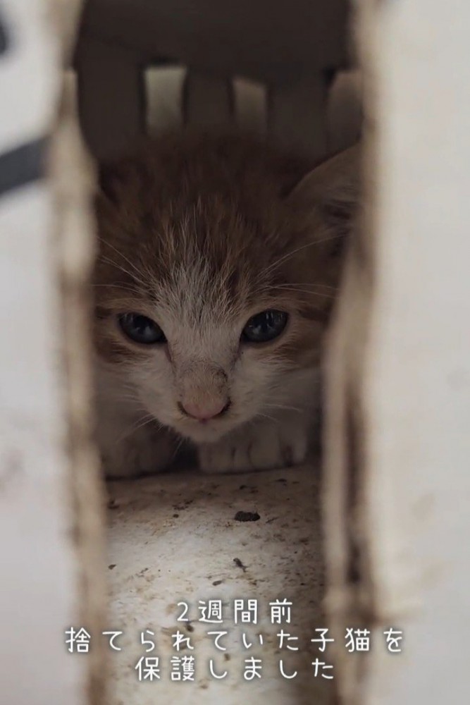 箱の中にいる子猫