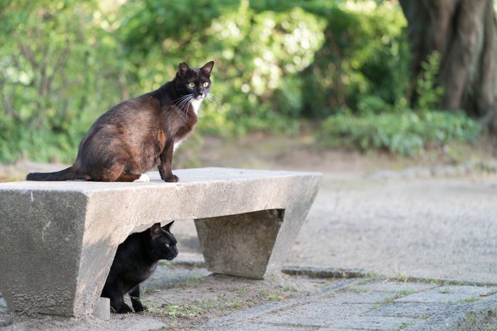 公園にいる猫