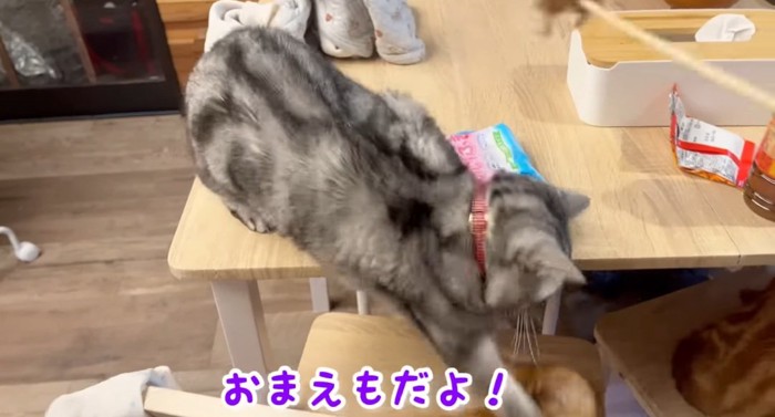 パンチする猫