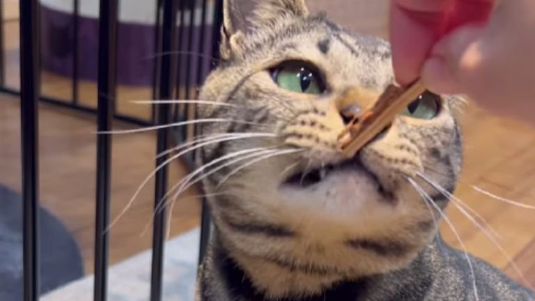 キジトラ猫